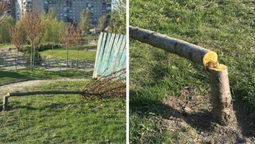 Сакури під прицілом: у Володимирі завівся «деревний маніяк» (фото)