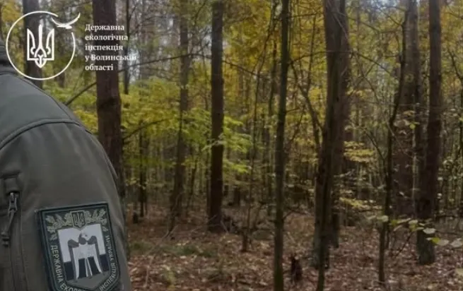 Лісорубний квиток був, а дерева не промаркували: на Волині виявили незаконну порубку