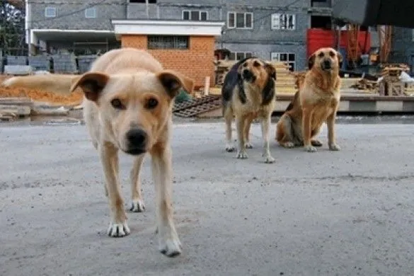 Коли собака не друг людини