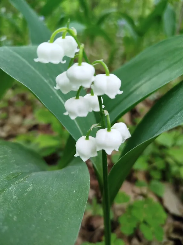 🌱 У лісі на Волині помітили весняну оазу рідкісних рослин