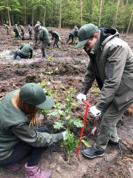 Мільйон дерев за добу: по всій Волині лісівники й волонтери долучилися до акції (фото)