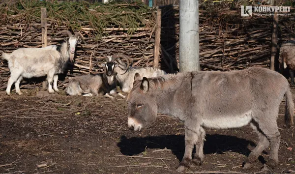 Сонні і кумедні: весняний січень у Луцькому зоопарку (фото)
