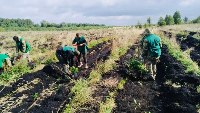 Волинські лісівники висадили понад мільйон сіянців (фото, відео)