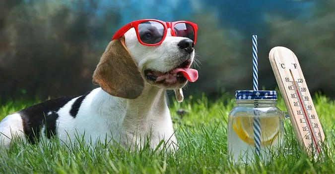 Спека до +37°C: погода в Луцьку в суботу, 13 липня
