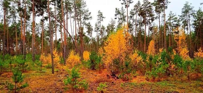 Золота осінь на Поліссі: ліс вражає неймовірними барвами (фото)