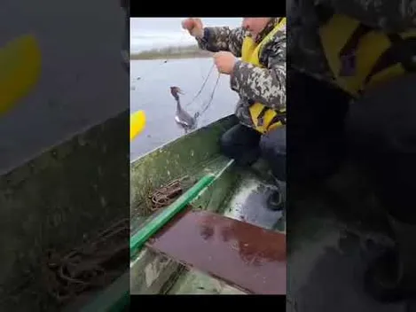 На Волині з браконьєрської сітки звільнили велику пірникозу (відео)