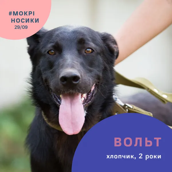 Безпритульні собаки у всій красі: показали учасників фестивалю «Мокрі носики» (фото)