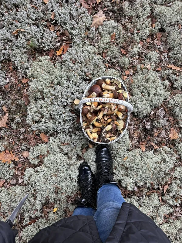🍄‍🟫Збирають повні кошики: де на Волині в холод виросло багато грибів (фото)
