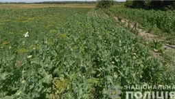Операція «Мак»: на Ковельщині за добу знайшли майже дві тисячі рослин (фото)