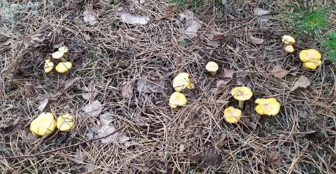 Після дощів у лісах Полісся масово з'явилися лисички: де саме (фото)