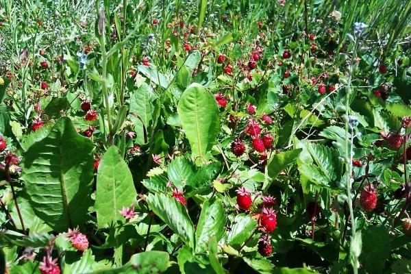 Зарубіжні інвестори пропонують волинянам вирощувати ягоди на продаж