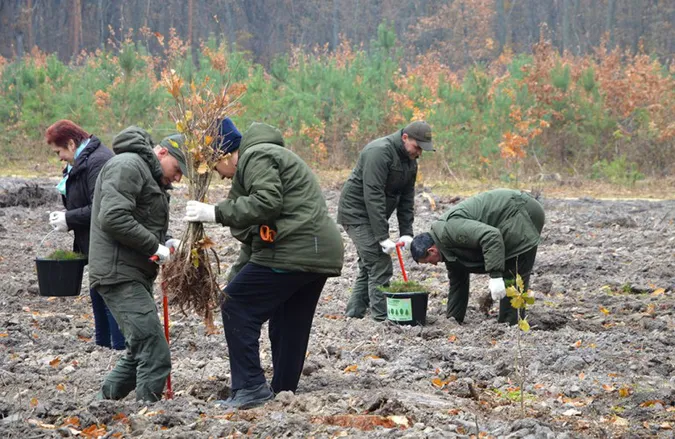 На Волині висадили тисячі дубів та сосен (фото)