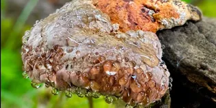 Плаче кришталевими сльозами: у лісі причаївся дивовижний гриб (фото)
