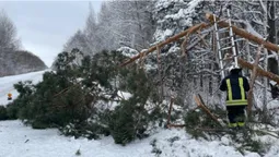Повалені дерева, автобуси у кучугурах: вночі на Волині вирувала негода (фото)
