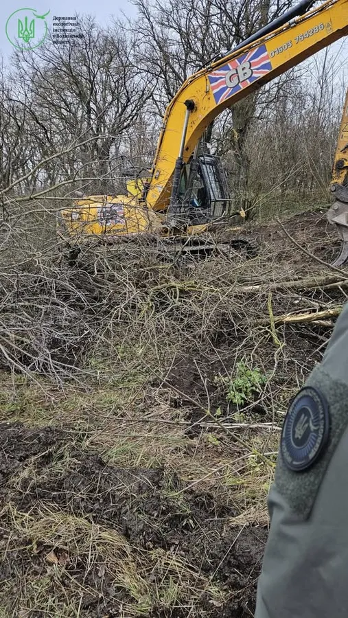 У Несвічі без дозволів викорчували дерева біля дороги (фото)
