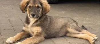 Коли закінчиться сезон підкинутих цуценят і кошенят у Луцьку? (фото)