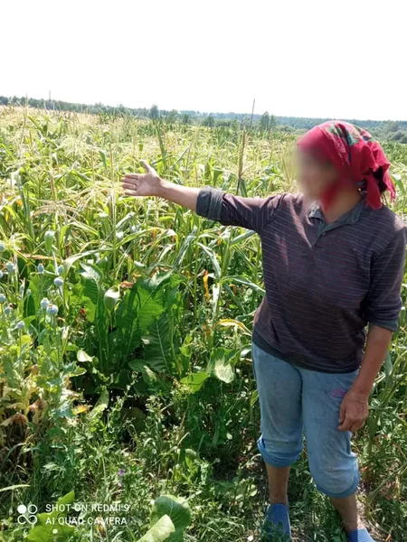 На Ківерцівщині знайшли заборонені рослини (фото)