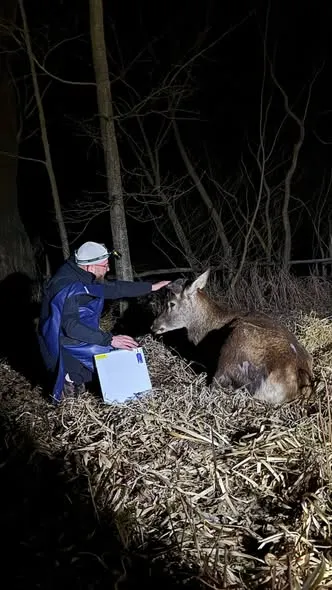 🦌Борис бореться: що відомо про стан зіркового оленя з Волині (фото)