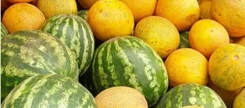 Сезон у розпалі: у Луцьку кавуни дешевшають, а дині залишаються дорогими (фото)