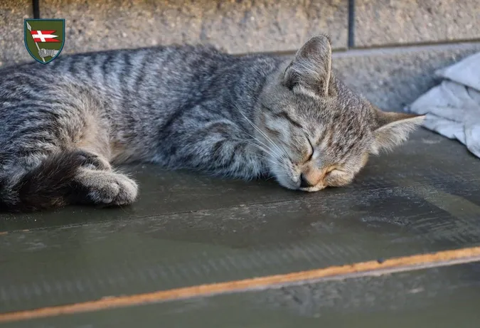 «Князівські» воїни показали свого котовоїна (фото)