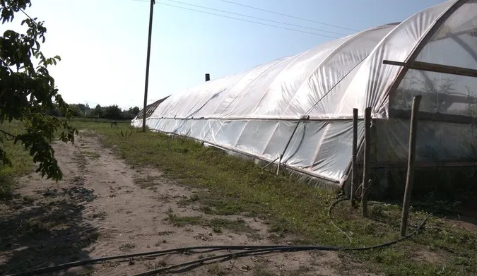 Огіркова столиця: який врожай збирають в селі Чорниж на Волині