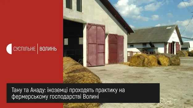 Перевіряють тільність, вивчають корми: як на волинській фермі працюють студенти-іноземці (ВІДЕО)