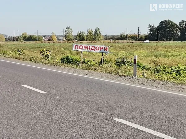 Родитимуть до заморозків: як біля Луцька збирають дешеві помідори (фото)