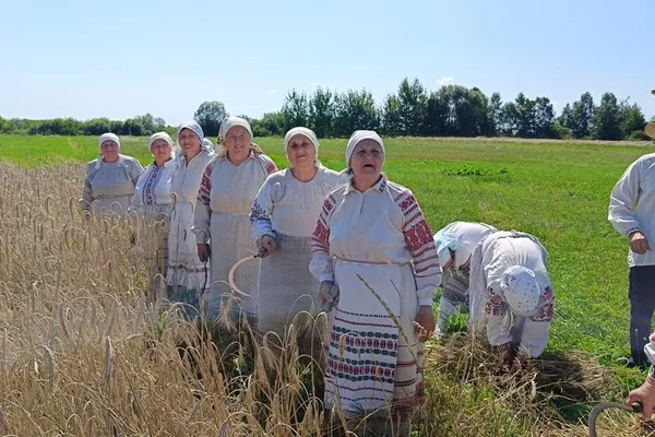 Жнива на Волині: яких традицій дотримувались під час збирання врожаю (фото)
