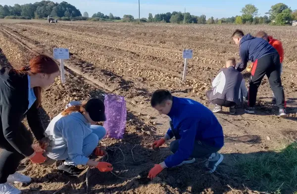 На Волині картопля «вироджується»: хто береться рятувати ситуацію (фото)