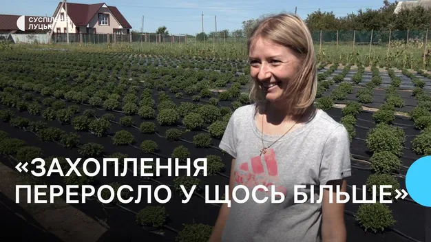У Луцькому районі подружжя вирощує 30 сортів винограду та 100 сортів хризантем (фото, відео)