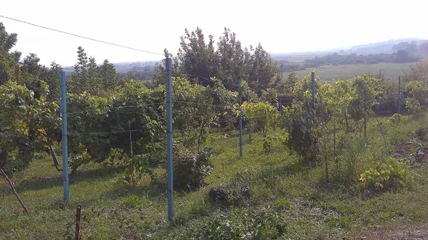 Добре те, що лишає післясмак: винороб з Луцька розповів, як правильно робити та пити вино