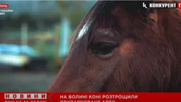 На Волині коні розтрощили припарковане авто (відео)