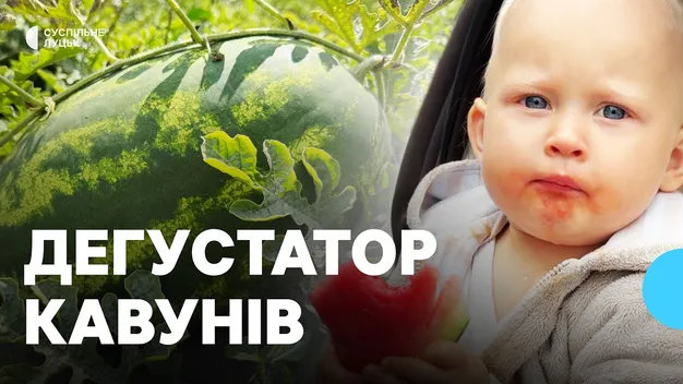 «Помідори файні, кавуни – суперові»: як подружжя з Волині вирощує 30 сотих баштанних (фото, відео)