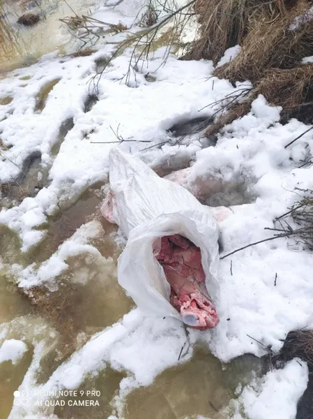 На Волині браконьєри вбили й розчленували вагітну лосицю (фото 18+)