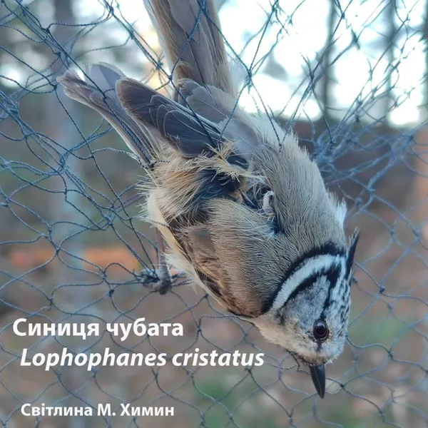 🕊 Зяблик, вільшанка і компанія: хто з птахів вже встиг засвітитись в нацпарку на Волині (фото)