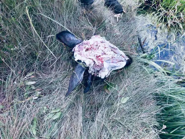 Нутрощі, кістки і голова: на Волині біля дороги знайшли залишки вбитого лося (фото 18+)