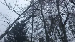 Небезпечне дерево у Центральному парку може впасти на людей (фото)