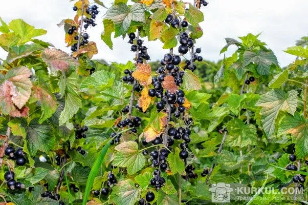 Найбільша в Європі плантація чорної смородини – на Волині (фото)