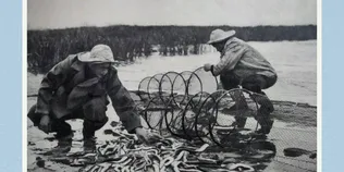«Золота епоха» Світязя: у мережі показали, як колись на Волині виловлювали тонни вугра