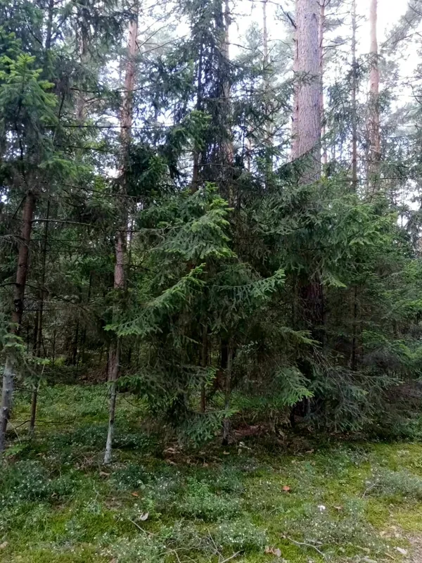 На Шацьких озерах росте рідкісна водяна рослина, що їсть комах (фото)