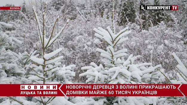 Волинські лісівники продали більше 58 тисяч новорічних дерев (відео)