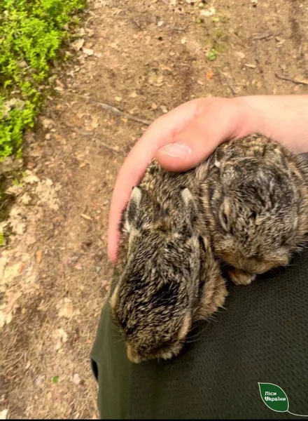 Не паліть траву: на Волині лісівники під час пожежі врятували двох зайченят (фото)