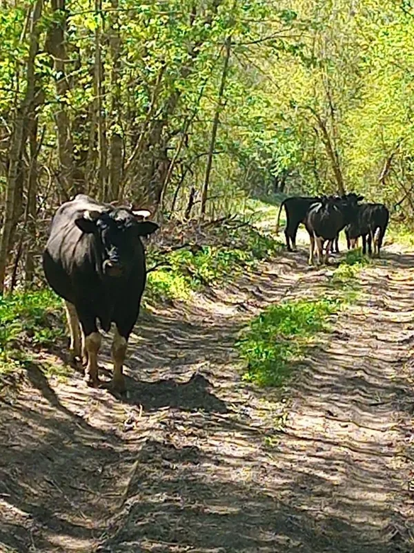 Дикі корови