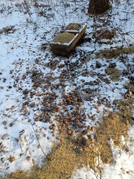 Сіно, віники, картопля, солонці: у нацпарку на Волині підгодовують диких тварин (фото)
