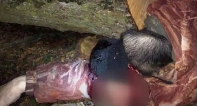 У Луцькому районі дерево розтрощило череп  лісорубу (фото, відео 21+)