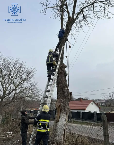 У Луцькому районі чоловік потрапив у «капкан» на дереві (фото)