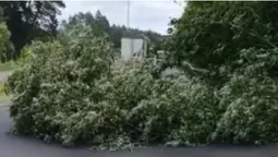 На Волині повалене дерево повністю перекрило трасу в напрямку Рівного (відео)