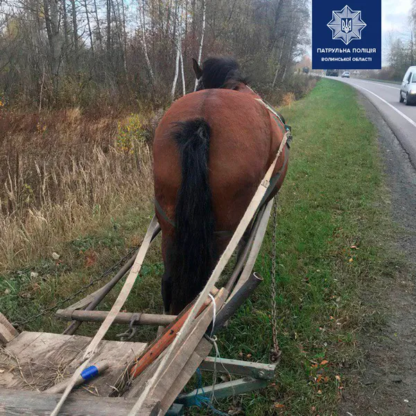 Біля Ковеля патрульні ловили коня з возом, який втік від господаря (фото)