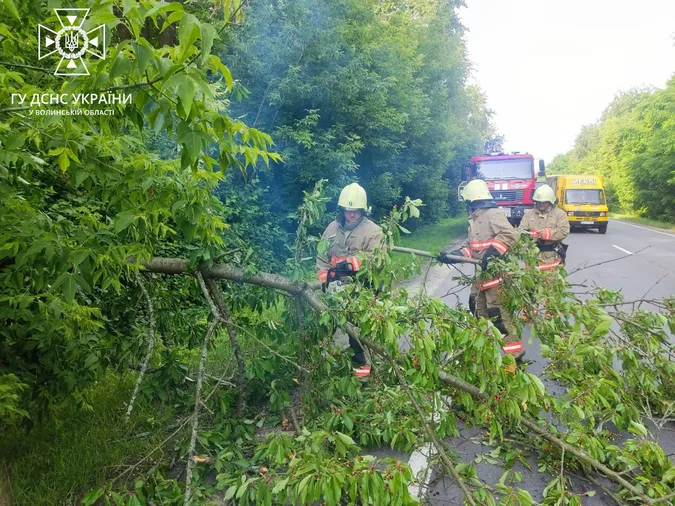 У Луцькому районі через дерево на дорозі зупинився рух транспорту (фото)