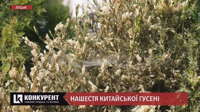 Китайська гусінь знищує кущі самшиту по всьому Луцьку (відео)